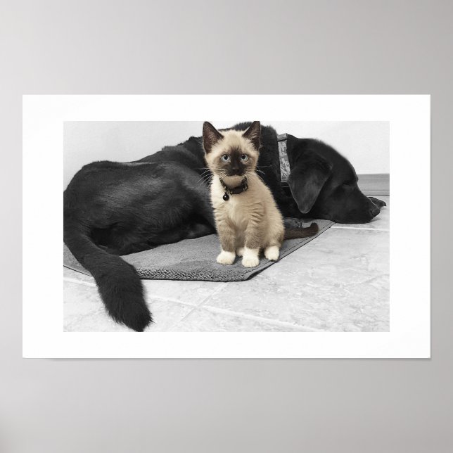 Bedårande blåögd vaktkatt poster (Framsidan)