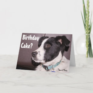 Bedårande Border Collie Heeler Mix Sömnig Valp Kort