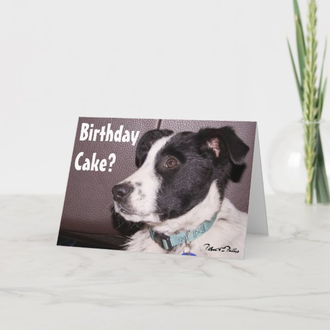 Bedårande Border Collie Heeler Mix Sömnig Valp Kort (Framsida)