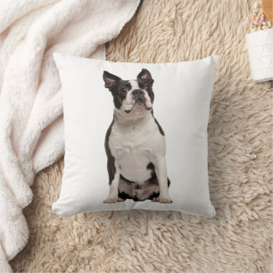 Bedårande Boston Terrier Svart Vit Valp Kudde