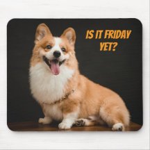 Bedårande Corgi-valp Musmatt. Är det fredag än?