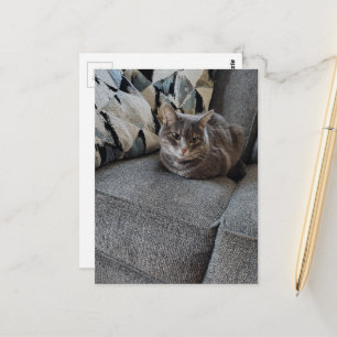 Bedårande Grå Tabby Katt Vykort