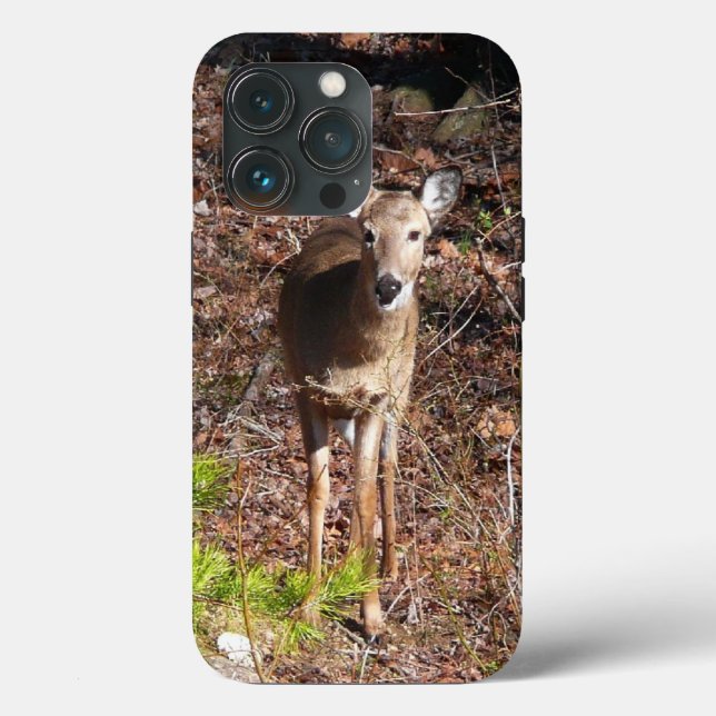 Bedårande hjort i skogen Naturfotografi (Baksida )