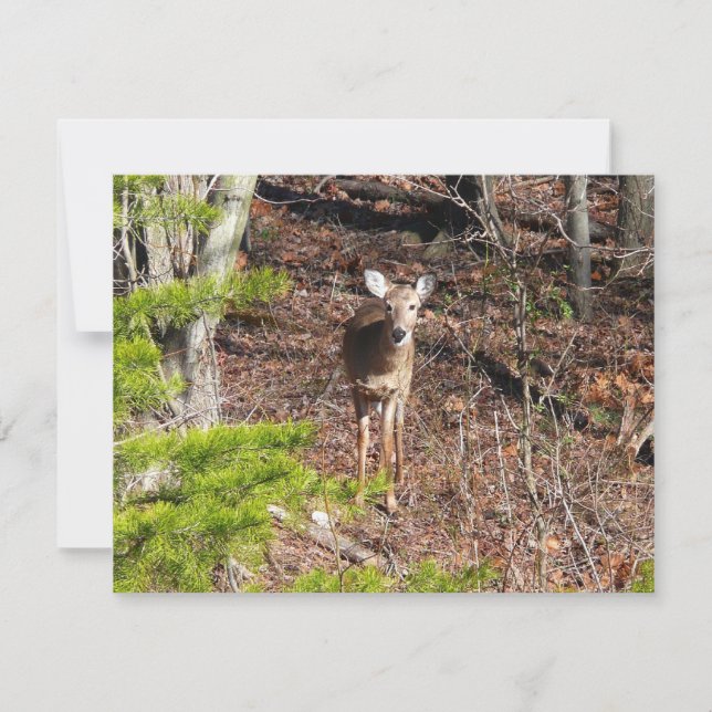 Bedårande hjort i skogen Naturfotografi (Framsida)