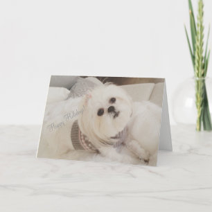 Bedårande julkort för Ava vitShih Tzu valp Helgkort