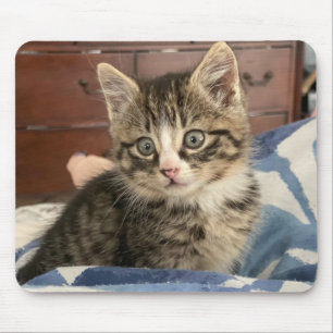 Bedårande Kittens Foto, eller Ladda upp Ditt Eget Musmatta