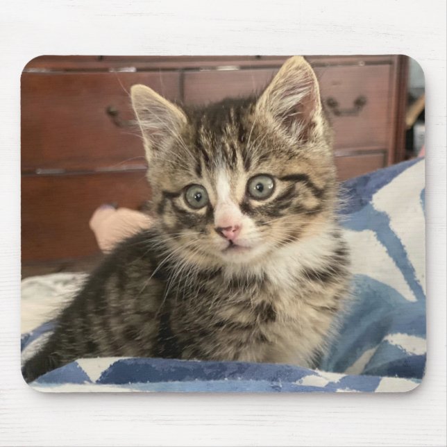 Bedårande Kittens Foto, eller Ladda upp Ditt Eget Musmatta (Framsidan)