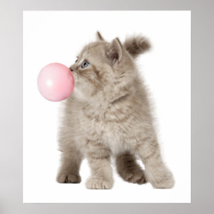 Bedårande Liten Katt Bubble Gum Barnkammare Barn Poster