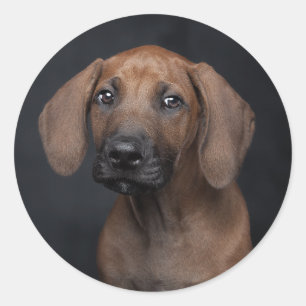 Bedårande Rhodesian Ridgeback Valp Porträtt Hund P Runt Klistermärke