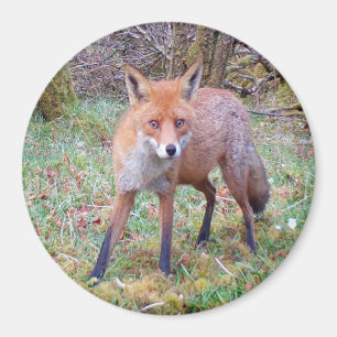 Bedårande Röd Räv – Charmerande Skogsmark Magnet