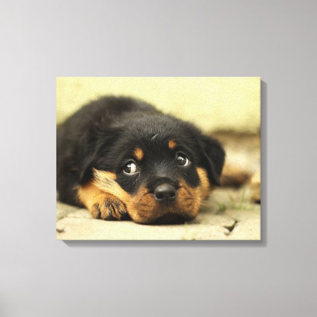 Bedårande Rottweiler-valp Canvastryck (Framsida)