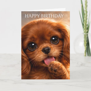 Bedårande Ruby Cavalier Spaniel Kort