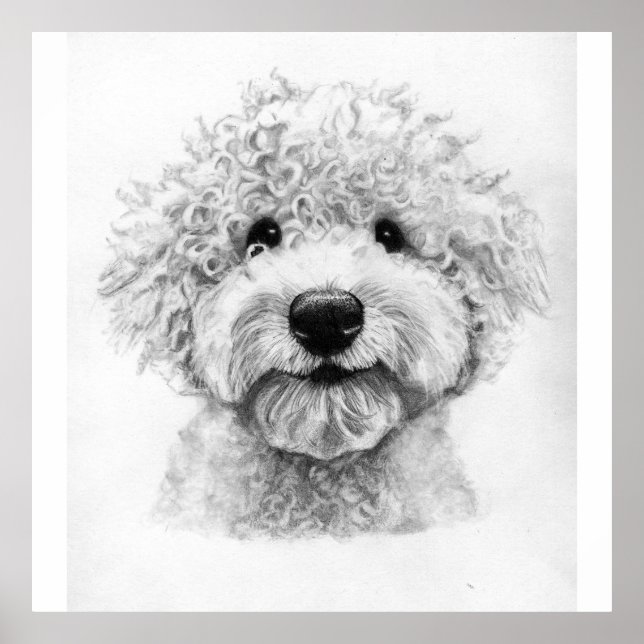 Bedårande skiss av lockig hund, lagotto poster (Framsidan)