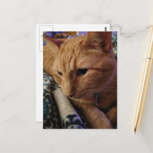 Bedårande Sömnig Ginger Kitty Vykort