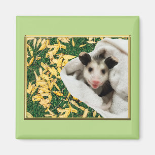 Bedårande sött baby opossum magnet