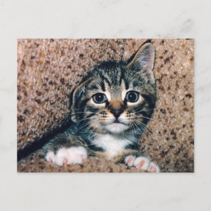 Bedårande Tabby-Kattunge med Stora Ögon som Tittar Vykort