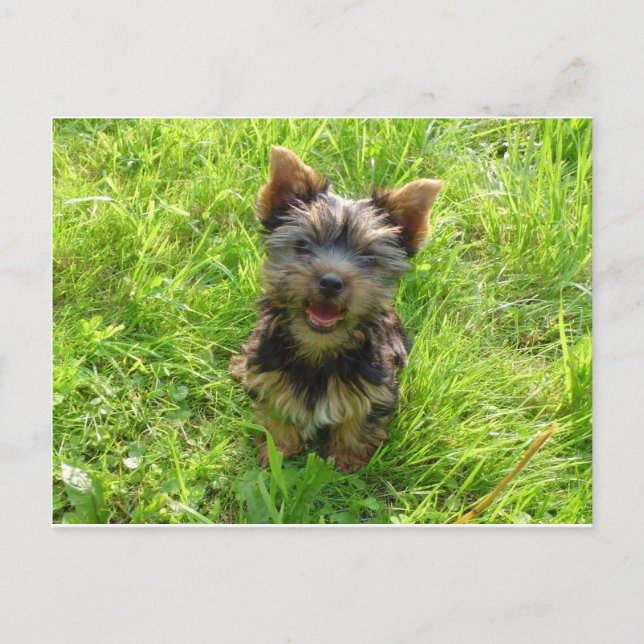 Bedårande terrierhund vykort (Framsida)