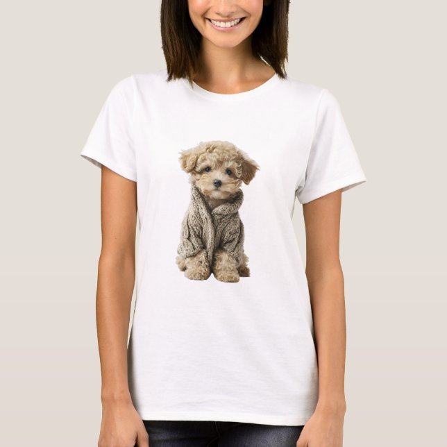 Bedårande Toy Poodle-valp i mysig stickad tröja (Framsida)