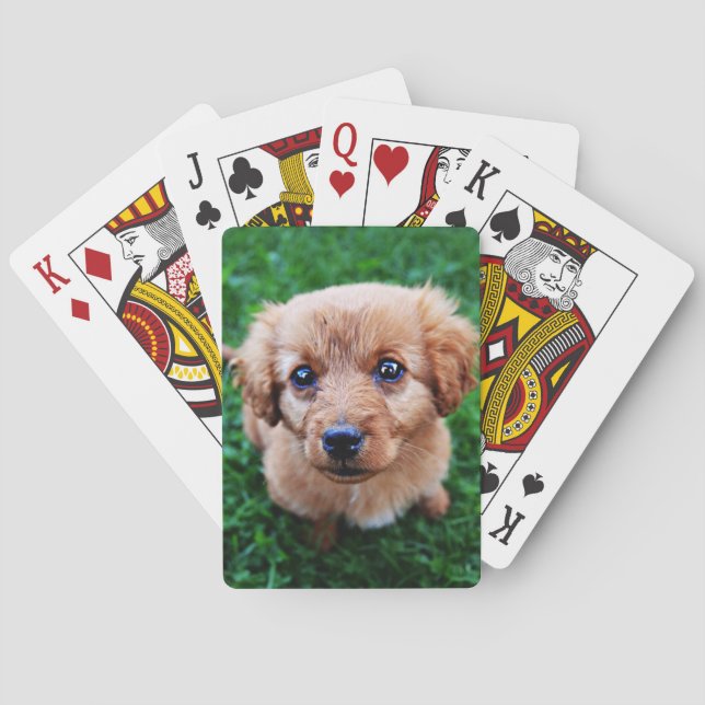 Bedårande valp på gräsmattans foto casinokort (Baksidan)