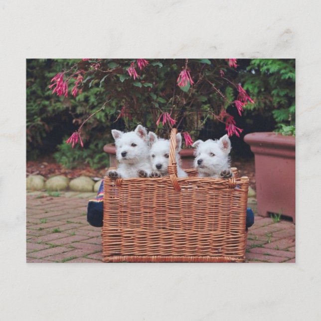 Bedårande Valpar Vykort (Framsida)