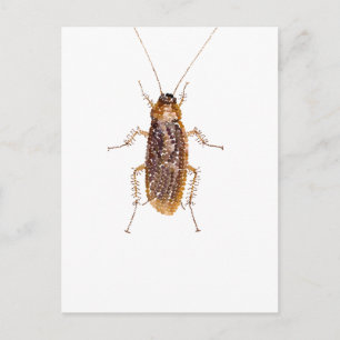 BEDAZZLED ROACH VYKORT