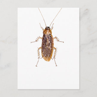 BEDAZZLED ROACH VYKORT