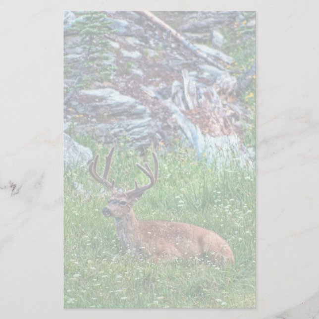 Bedded Buck Brevpapper (Framsida)