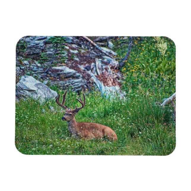 Bedded Buck Magnet (Horisontell)