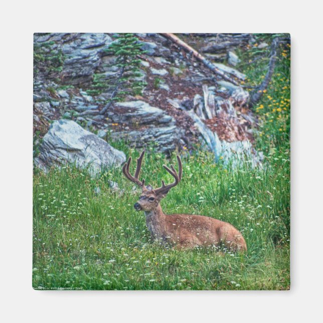 Bedded Buck Magnet (Framsidan)