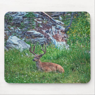 Bedded Buck Musmatta