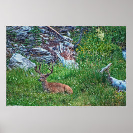 Bedded Buck Poster