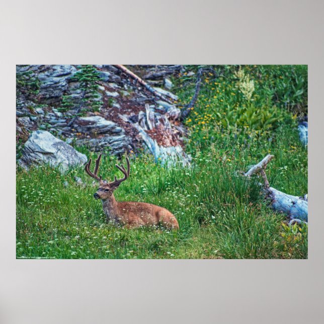 Bedded Buck Poster (Framsidan)