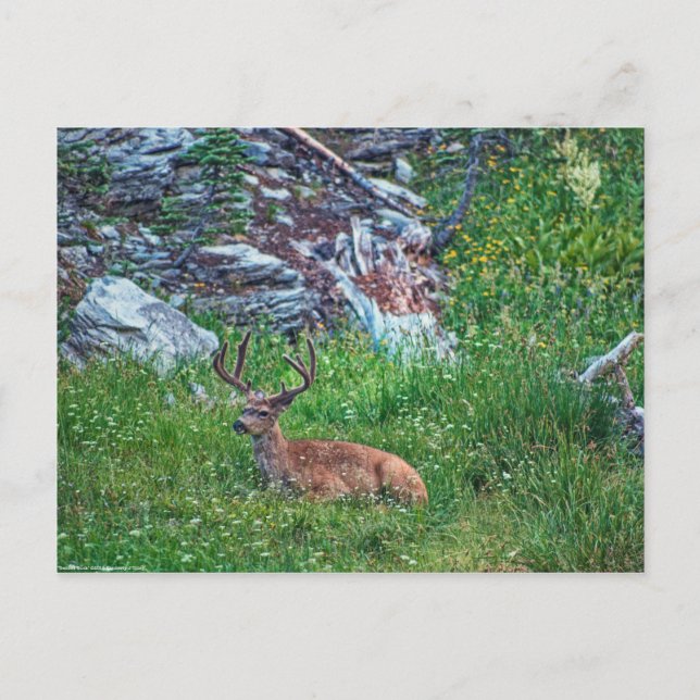 Bedded Buck Vykort (Framsida)