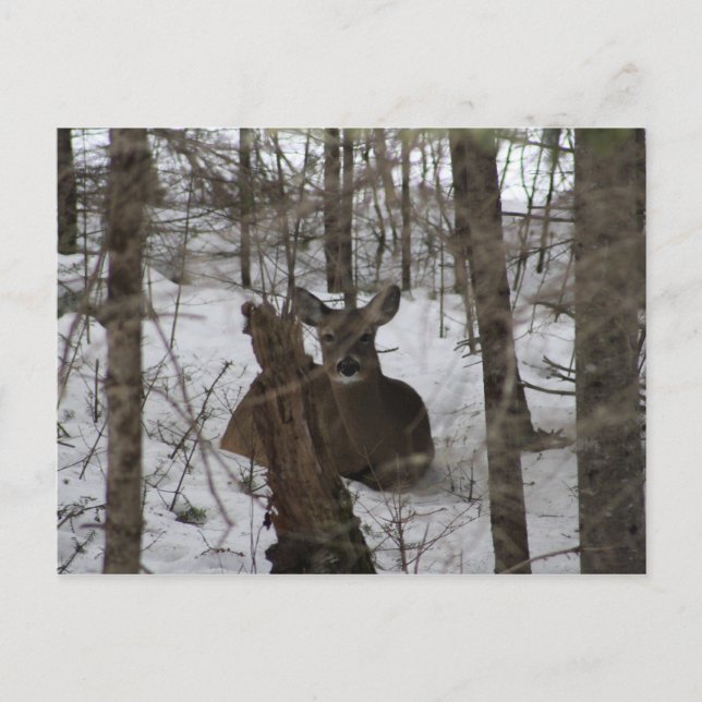 Bedded Down in Haynesville, Maine Vykort (Framsida)