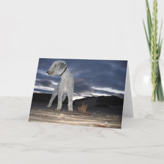 BEDDY PÅ STRANDEN KORT