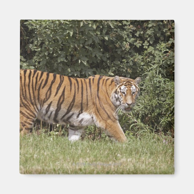 Bedfordshire, England 2 Magnet (Framsidan)