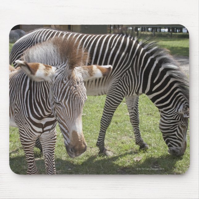 Bedfordshire, England Musmatta (Framsidan)