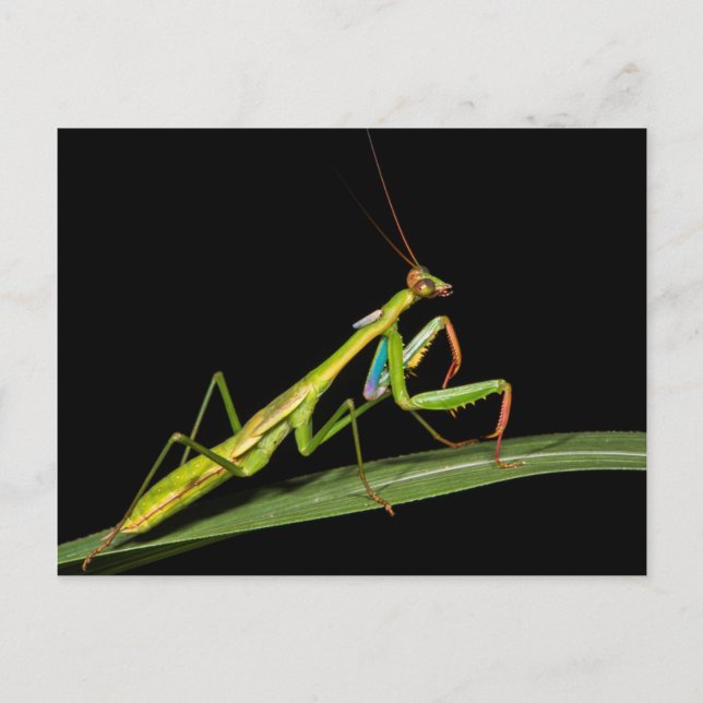 Bedjande mantis, Odzala, Kokoua nationalpark Vykort (Framsida)