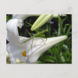 Bedjande mantis på blomman vykort