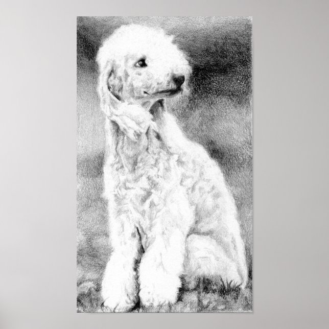 Bedlington Terrier Hund Porträtt Poster Skriv ut (Framsidan)