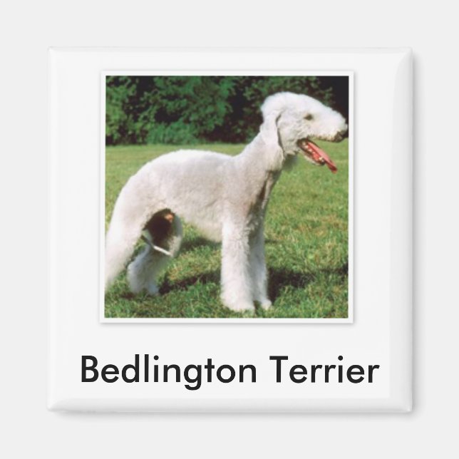 Bedlington Terrier Magnet (Framsidan)