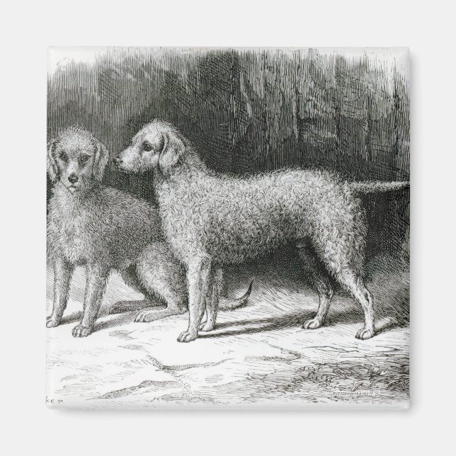 Bedlington Terriers- F. Armstrong's Magnet (Framsidan)