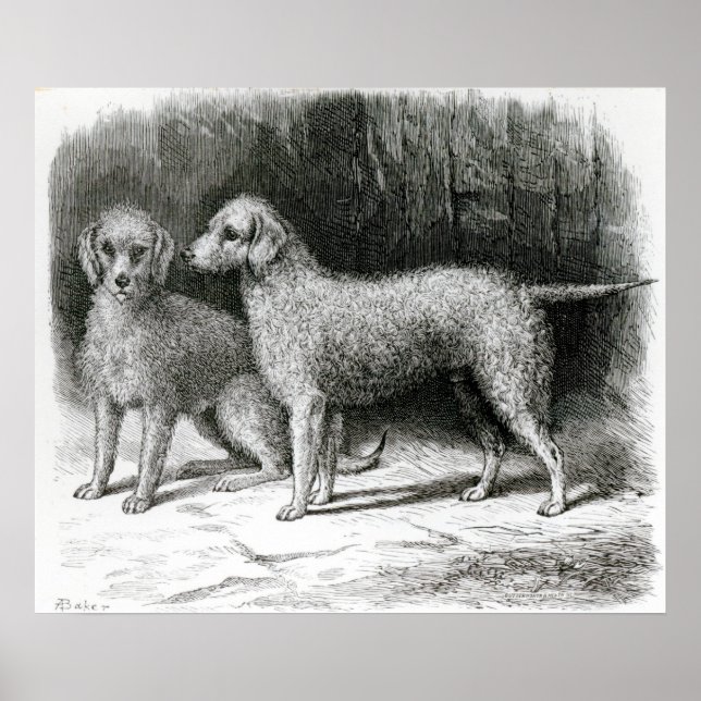 Bedlington Terriers- F. Armstrong's Poster (Framsidan)