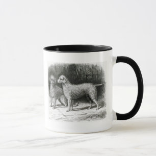 Bedlington terriers Herr F. Armstrongs Mugg