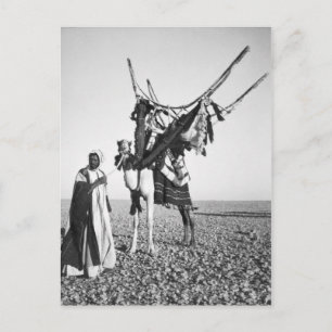 Bedouin man and camel, Syrien Vykort