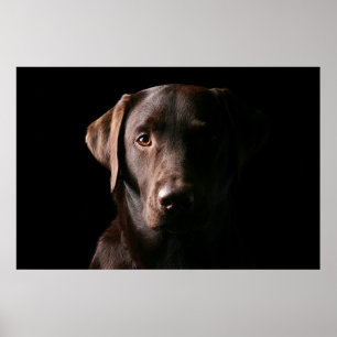Bedöva choklad Labrador Poster