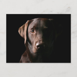 Bedöva choklad Labrador Vykort