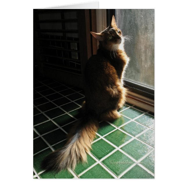 Bedöva det somaliska kattkortet hälsningskort (Framsidan)