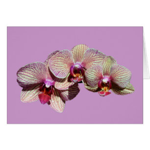 Bedöva kortet för OrchidsTrioblomma OBS Kort