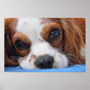 Bedöva kungen stolt Charles Poster